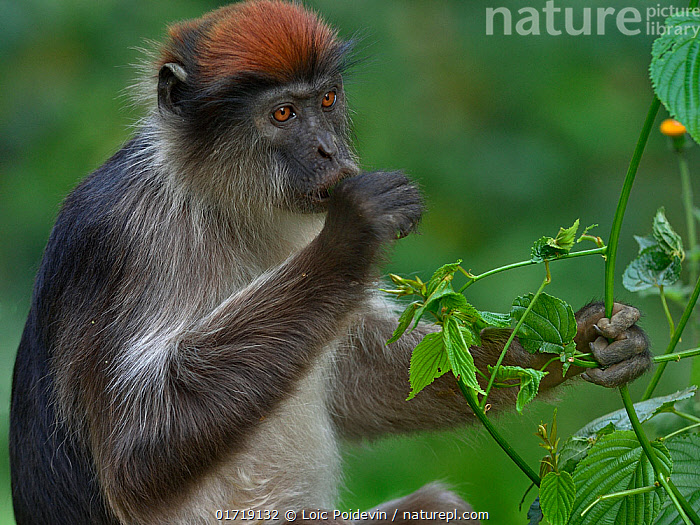 Stock photo of Ugandan red colobus (Piliocolobus tephrosceles) grabbing plant stem and…. Available for licencing on www.naturepl.com