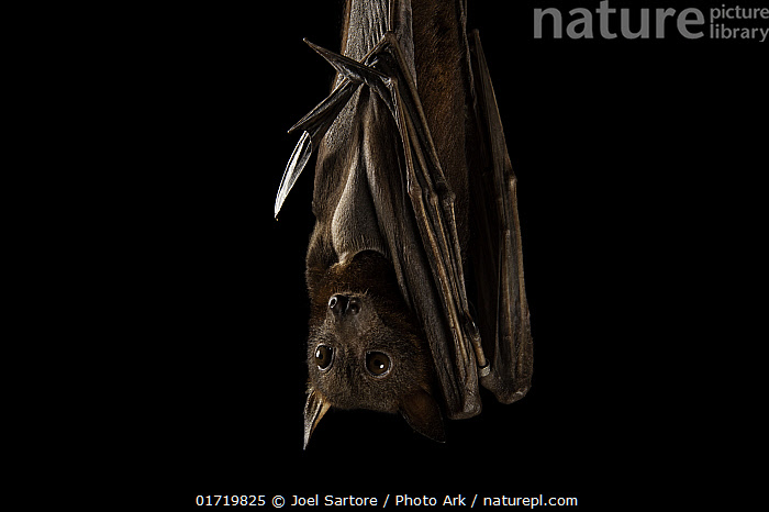 Stock photo of Little red flying fox (Pteropus scapulatus) hanging ...