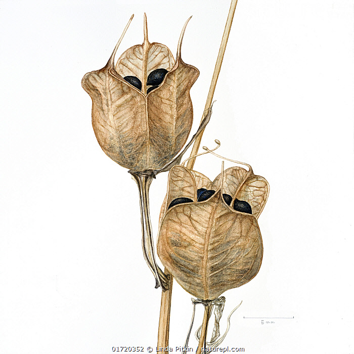 Stock photo of Bluebell seed pods (Hyacinthoides nonscripta