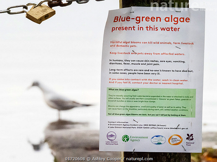 Blue green algae : Lake District National Park