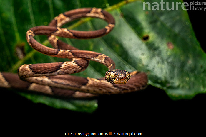 Stock photo of Blunthead tree snake (Imantodes cenchoa) hunting at ...