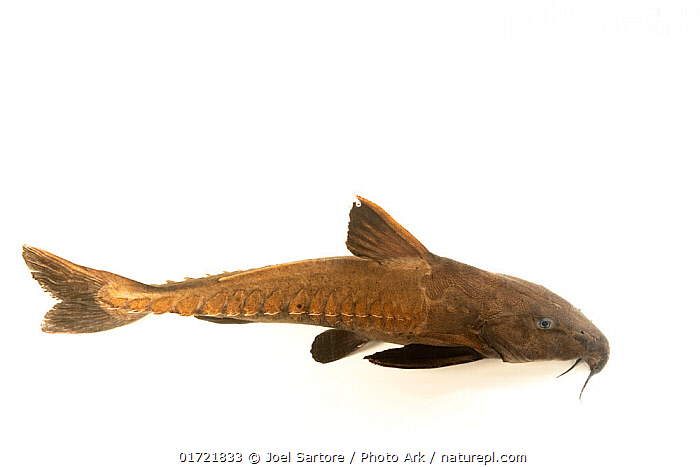 Stock photo of Ripsaw catfish (Oxydoras niger) portrait, Oklahoma