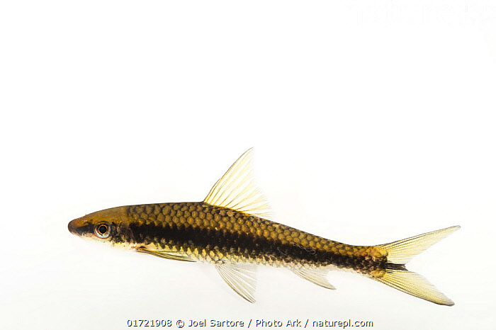 Stock Photo Of Flying Fox Fish Epalzeorhynchos Kalopterus Portrait stock-photo-of-flying-fox-fish-epalzeorhynchos-kalopterus-portrait