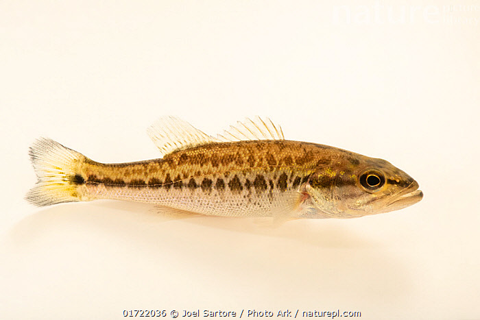 Stock photo of Alabama bass (Micropterus henshalli) juvenile, portrait,  Alabama Aquatic…. Available for sale on