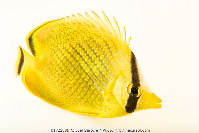 Stock photo of Latticed butterflyfish (Chaetodon rafflesii) portrait ...