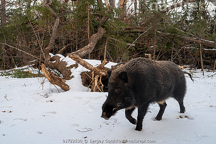 Kelenken Vs Ussuri Wild Boar Bestiary