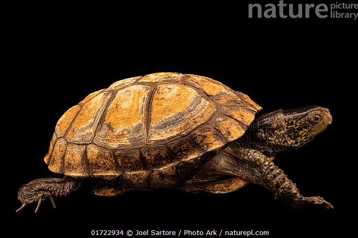 Stock photo of Coahuilan box turtle (Terrapene coahuila) walking ...