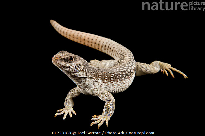 Stock photo of Desert iguana (Dipsosaurus dorsalis) portrait, Buffalo