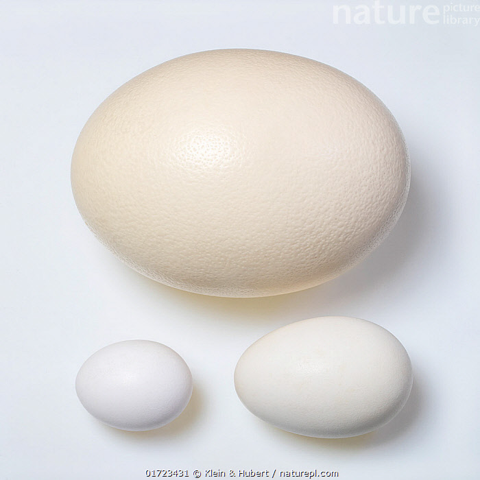 Ostrich Egg Size Comparison Ostrich Egg Size Weight Dimensions And ostrich-egg-size-comparison-ostrich-egg-size-weight-dimensions-and