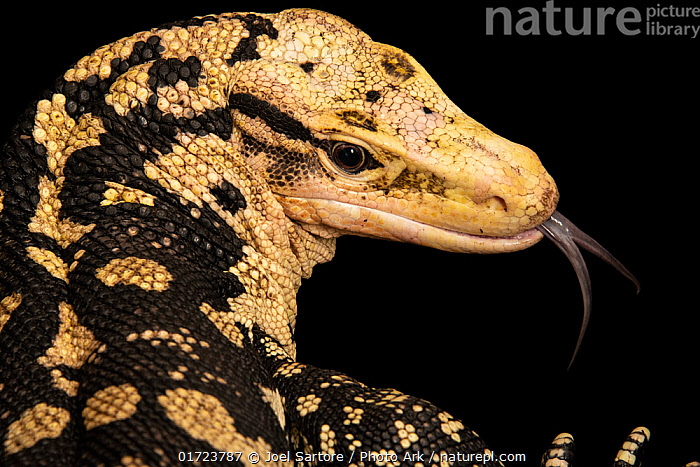 Philippine water monitor outlet for sale