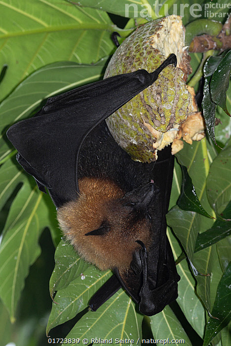 Stock photo of Seychelles flying fox (Pteropus seychellensis) feeding
