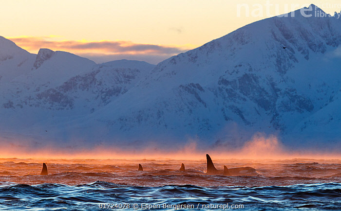 Stock photo of Pod of Orcas (Orcinus orca) feeding at the surface on ...