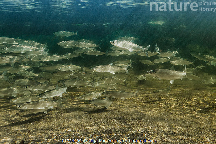 Stock photo of Baikal omul (Coregonus migratorius) spawning, Bolshoy ...