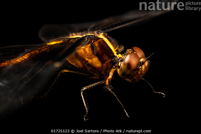 Stock photo of Widow skimmer dragonfly (Libellula luctuosa) female ...