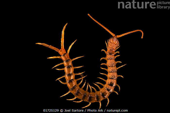 Stock photo of Giant desert centipede (Ethmostigmus rubripes) portrait