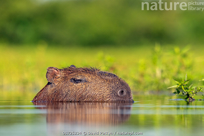 Capybara or water hog (Hydrochoerus hydrochaeris), Stock Photo, Picture And  Rights Managed Image. Pic. IBR-1160201