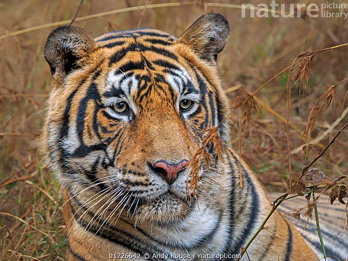 Stock photo of RF - Bengal tiger (Panthera tigris tigris) male resting ...