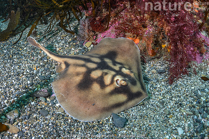 Stock photo of Banded stingaree (Urolophus cruciatus) resting on seabed