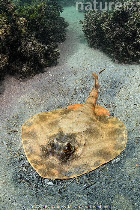 Stock photo of Striped panray (Zanobatus schoenleinii) resting on