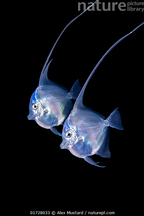 Stock photo of Two Moorish idols (Zanclus cornutus) larval stage