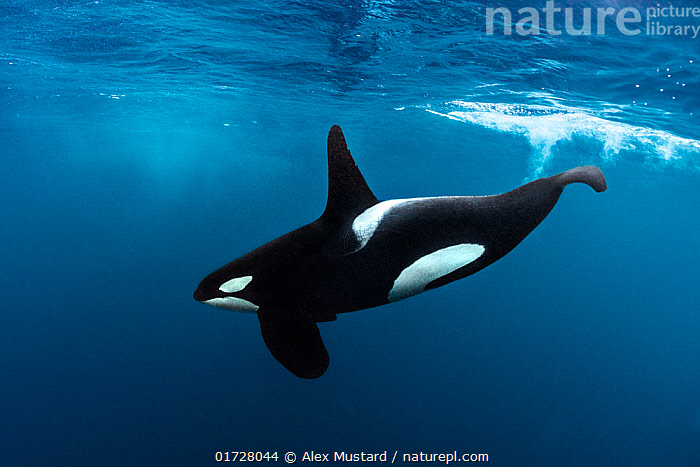 Stock photo of Orca (Orcinus orca) male, swimming close to surface ...