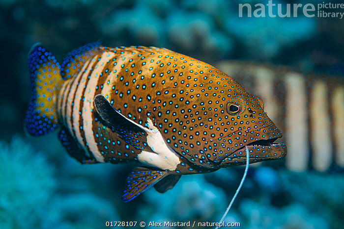 Stock photo of Peacock grouper (Cephalopholis argus) with fishing line  caught in its…. Available for sale on