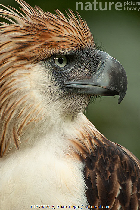 Stock photo of Philippine eagle (Pithecophaga jefferyi) looking around ...