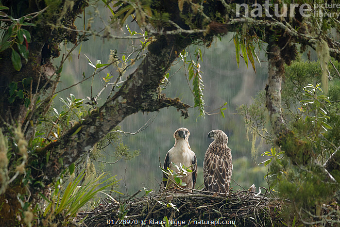 Stock photo of Philippine eagle (Pithecophaga jefferyi) male perched on
