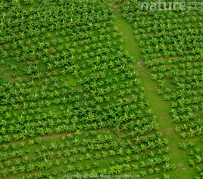Stock photo of Aerial view of Banana plantation, Mindanao, Philippines