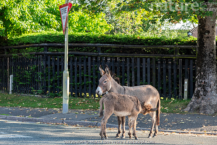 WILD DONKEY SS25UFR3033078HEATHERGREY 関税送料込 Standard Donkey | Wild Horse Islands Wiki | Fandom
