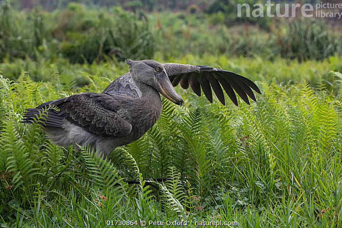 Stock photo of Shoebill (Balaeniceps rex) walking through swamp