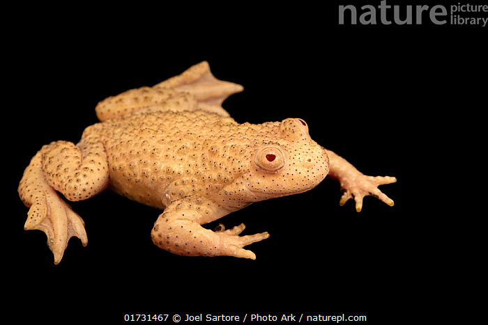 Albino fire belly toad for sale sale