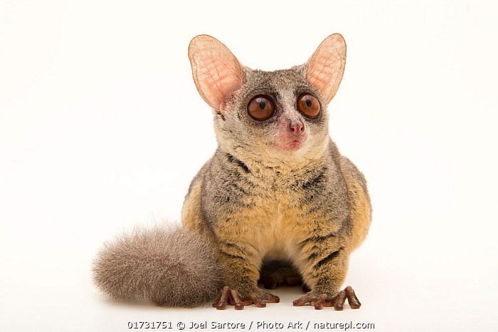 Galago pet hot sale for sale