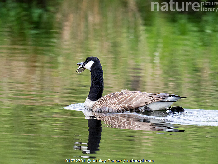 Stock photo of Canada goose Branta canadensis on water with the bottom of a drinks can Available for sale on www.naturepl