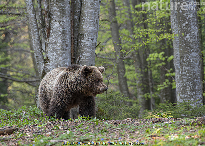 Eurasian Brown Bear Eurasian Brown Bear Ursus Arctos Arctos Stock