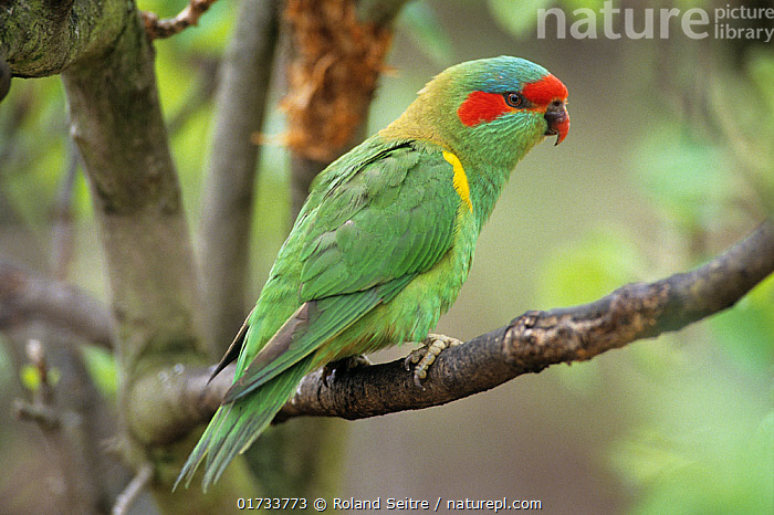 Stock photo of Musk lorikeet (Glossopsitta concinna) perched on branch ...