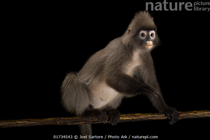 Stock photo of Phayre's leaf monkey (Trachypithecus crepusculus ...
