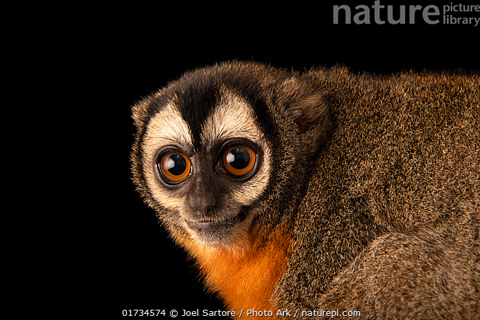 Stock photo of Black-headed night monkey (Aotus nigriceps