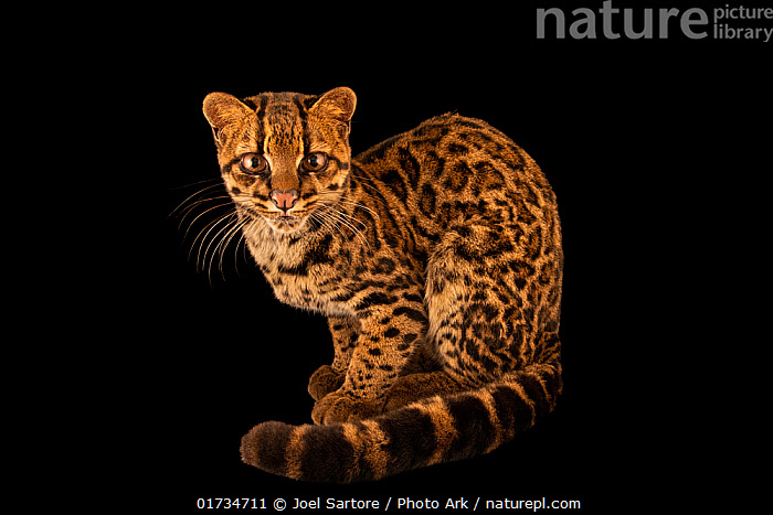 Stock photo of Costa Rican oncilla (Leopardus tigrinus oncilla