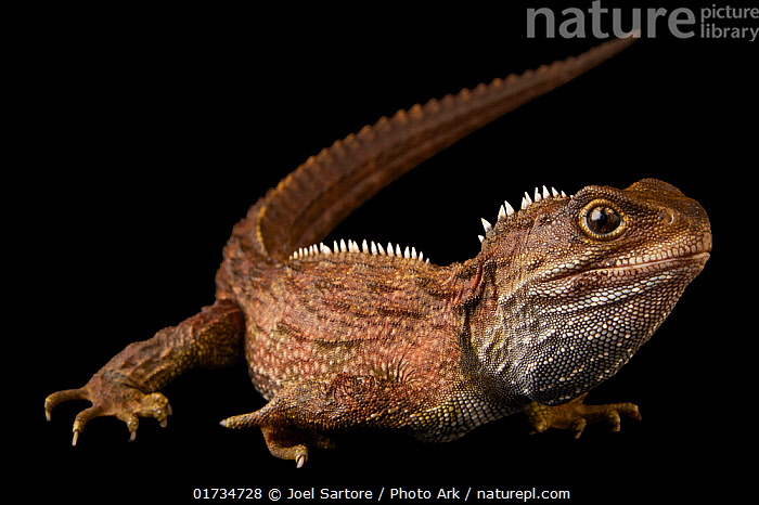 Stock Photo Of Tuatara Sphenodon Punctatus Portrait Wellington Zoo stock-photo-of-tuatara-sphenodon-punctatus-portrait-wellington-zoo