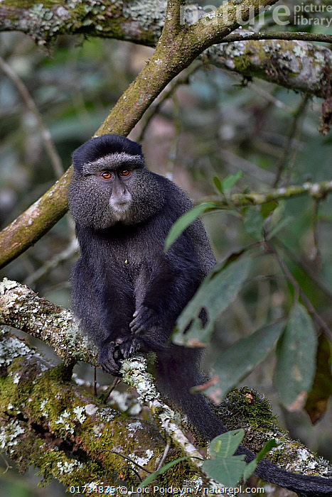 Shu Qi aktrisa yalangoch fotosuratlar