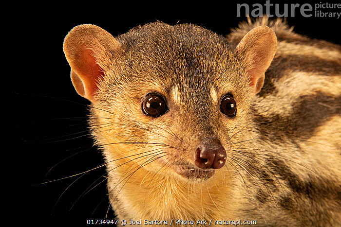 Stock photo of Grandidier's vontsira (Galidictis grandidieri) head