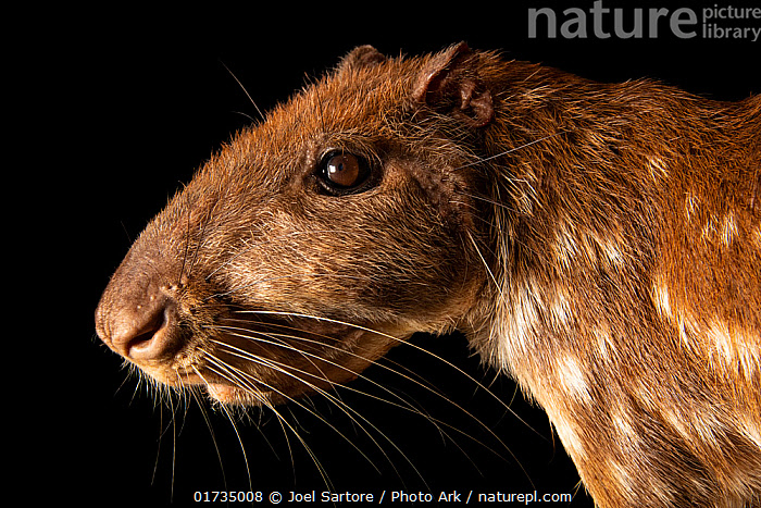 Stock photo of Lowland paca (Cuniculus paca guanta) head portrait ...