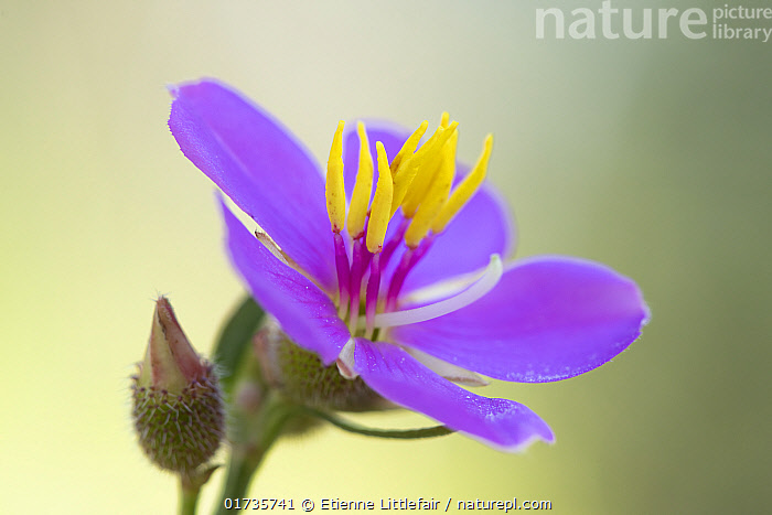 stock-photo-of-osbeckia-osbeckia-australiana-flower-a-small