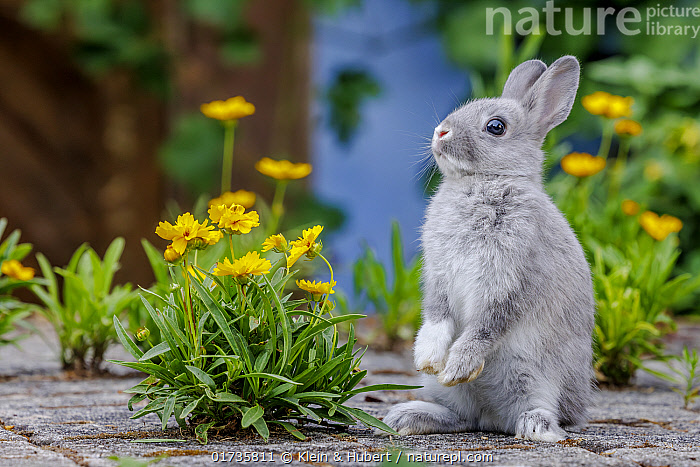 Dwarf Grey Rabbit