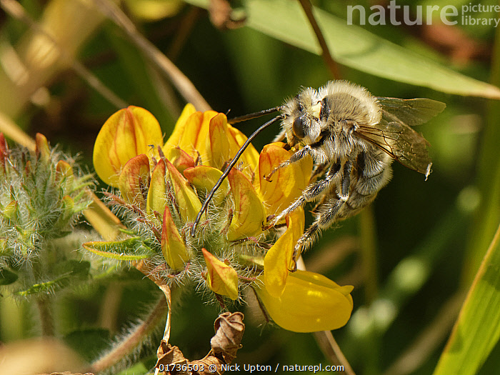 Stock photo of Long-horned bee (Eucera longicornis) male, nectaring ...