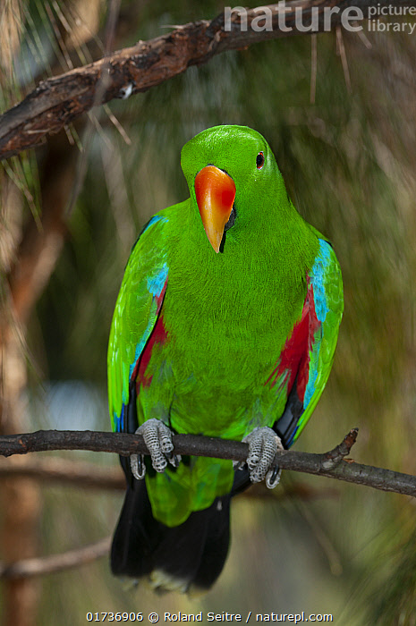 Eclectus
