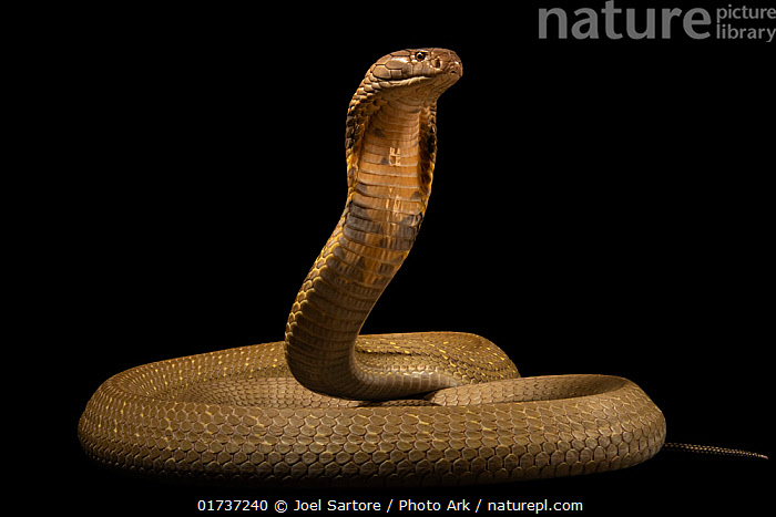 King Cobra - Ophiophagus hannah