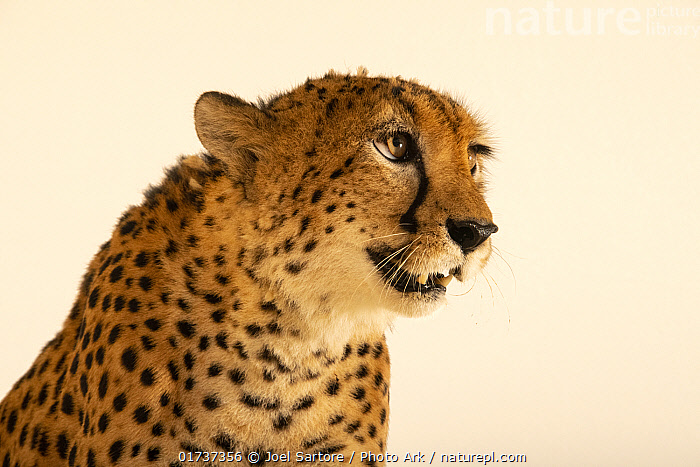 Cheetah portrait - Stock Photo #4977949 | PantherMedia Stock