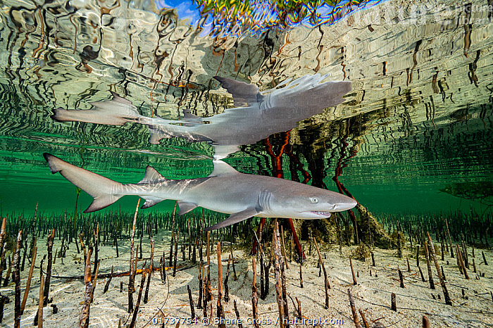 Stock photo of Lemon shark (Negaprion brevirostris) pup in mangrove ...